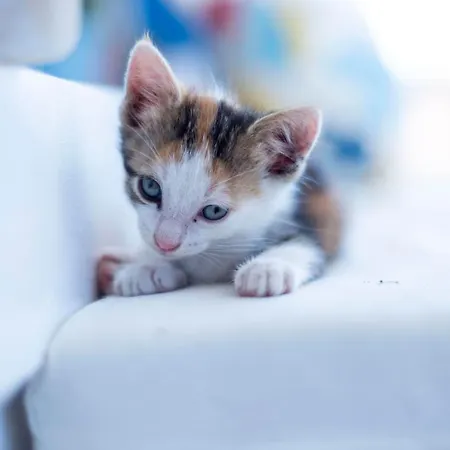 Kelebek Butik Maison d'hôtes Ayvalı