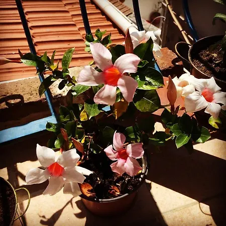 Maison d'hôtes Kelebek Butik