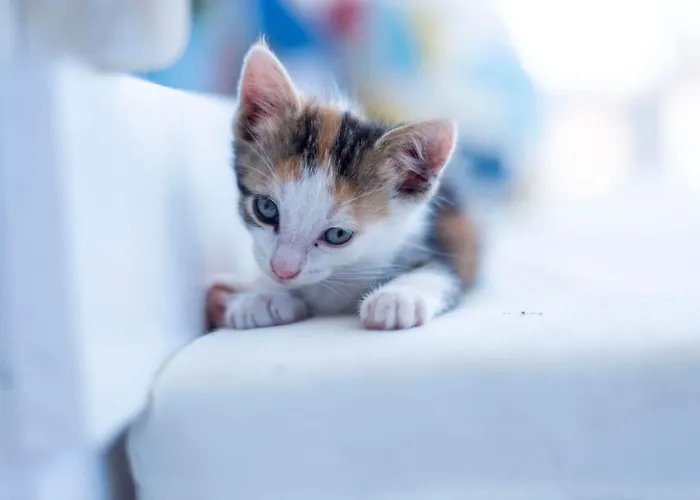 Kelebek Ayvalik Guest house Ayvalik