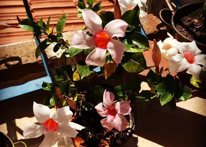 Pensjonat Kelebek Ayvalik